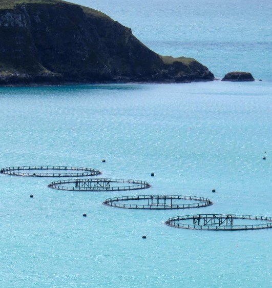 Nano Bubbles for Aquaculture